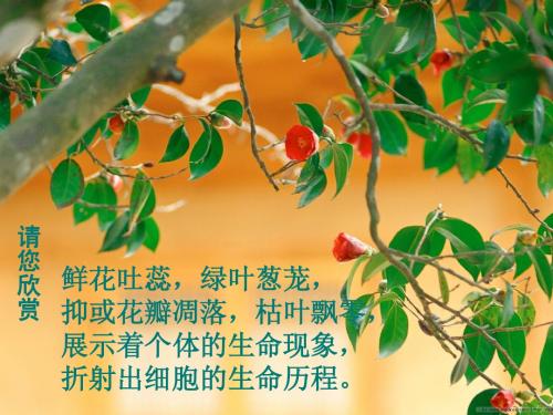 细胞的生命历程--细胞的衰老和凋亡