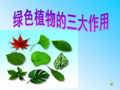 绿色植物的三大生理作用复习专题