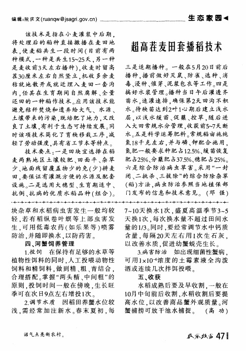 超高茬麦田套播稻技术