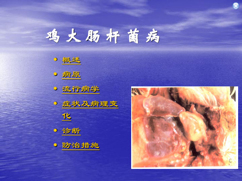 (医学课件)鸡大肠杆菌病ppt演示课件