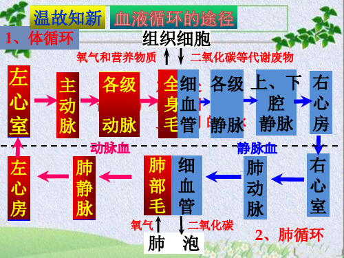 济南版七年级生物下册 第三章第三节物质运输的途径第二课时课件(共30张PPT)