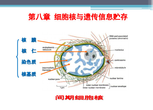 细胞生物学 第八章 细胞核和遗传信息储存(二)