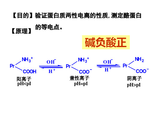 实验1蛋白质的两性电离和等电点