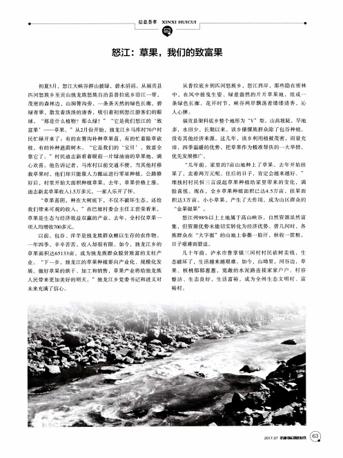 怒江：草果我们的致富果