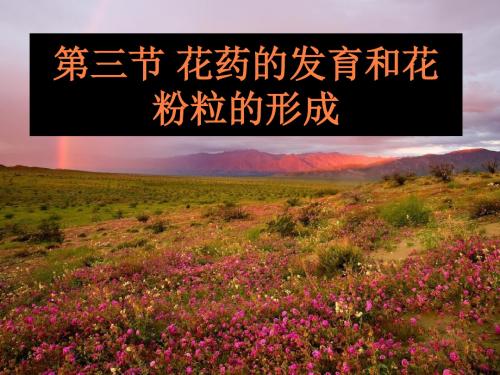 花药的发育和花粉粒的形成ppt课件