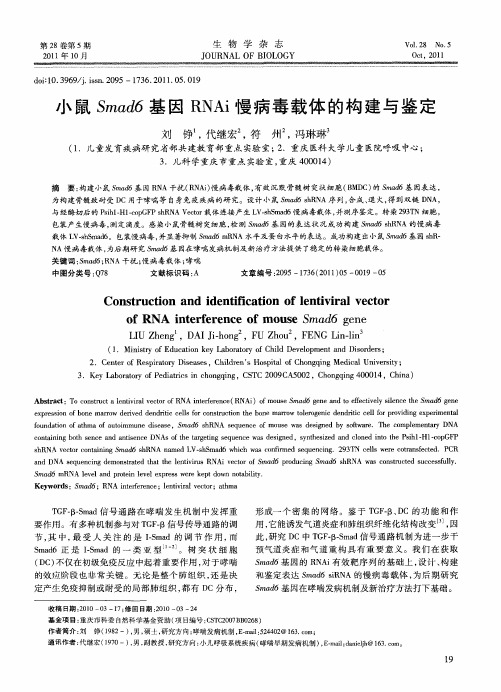 小鼠Smad6基因RNAi慢病毒载体的构建与鉴定