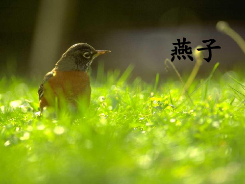 冀教版三年级语文下册《一单元  2. 燕子》公开课课件_24