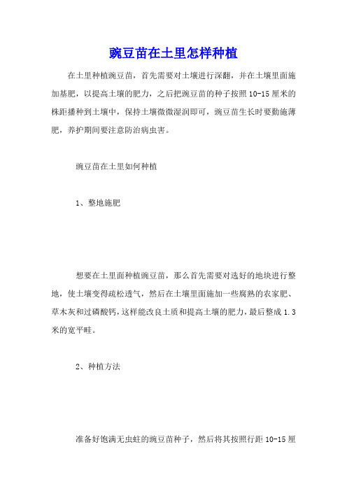 豌豆苗在土里怎样种植