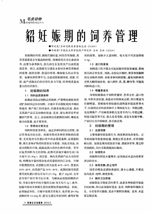 貂妊娠期的饲养管理