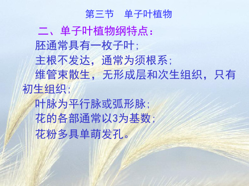 植物学12.7种子植物分类--单子叶植物纲