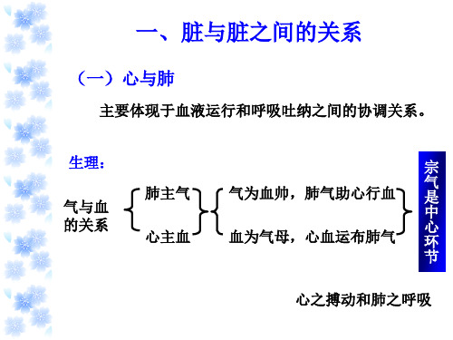 脏腑之间的关系ppt课件