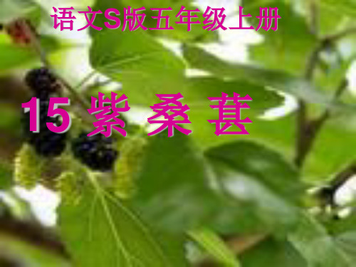 紫桑葚PPT