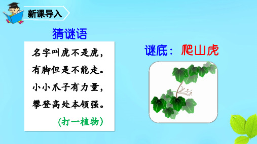 最新部编版四年级上册语文同步PPT课件——10   爬山虎的脚(第1课时)
