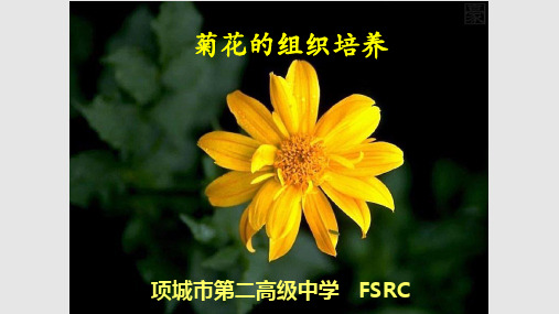 讲课—菊花组织培养公开课PPT课件