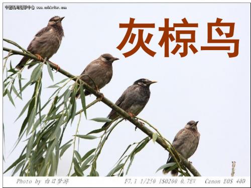 《灰椋鸟PPT