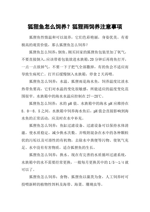 狐狸鱼怎么饲养？狐狸雨饲养注意事项
