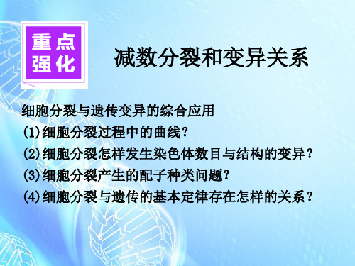 减数分裂和变异