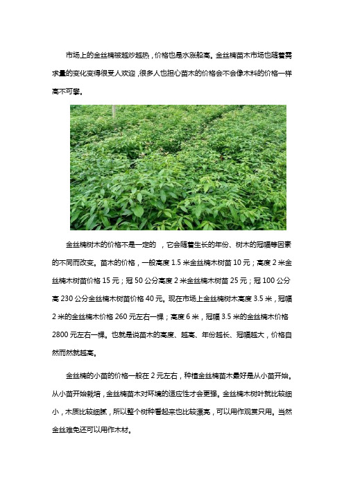 金丝楠树木多少钱一棵
