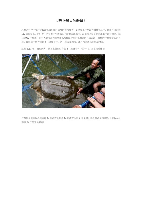 世界上最大的甲鱼
