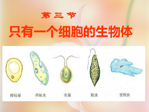 七年级上册-人教版生物-第三节 只有一个细胞的生物体