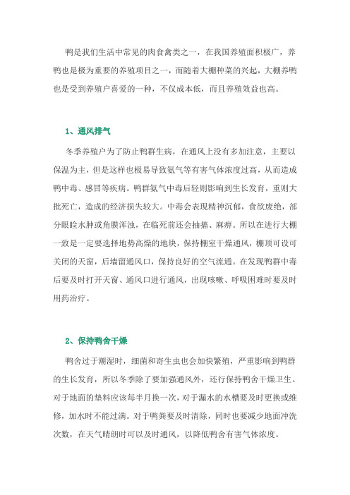 养鸭经验：冬季大棚养鸭的注意事项