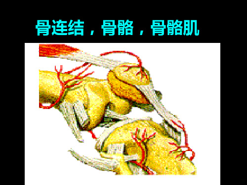 骨连结骨骼骨骼肌PPT课件