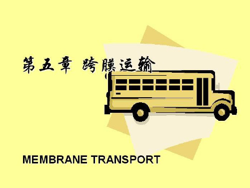 细胞生物学第05章物质的跨膜运输