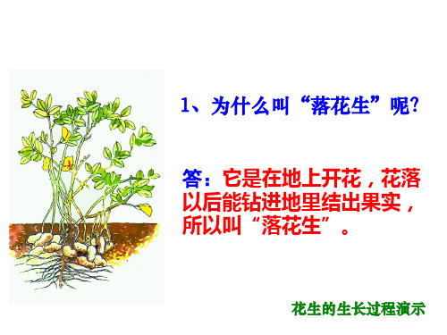 四年级上册语文课件-4.1《落花生》｜北师大版共44张PPT