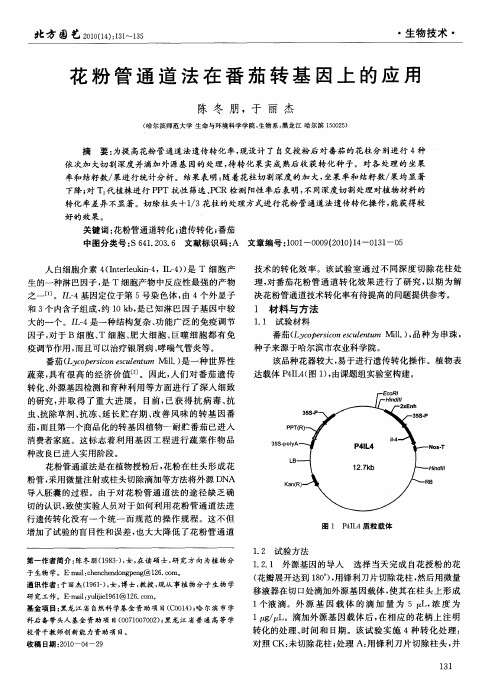 花粉管通道法在番茄转基因上的应用