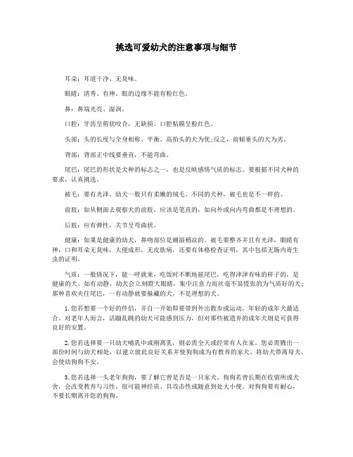挑选可爱幼犬的注意事项与细节