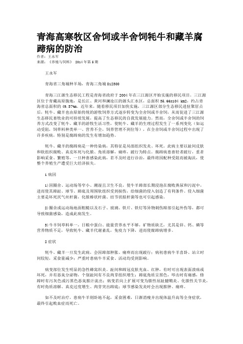 青海高寒牧区舍饲或半舍饲牦牛和藏羊腐蹄病的防治