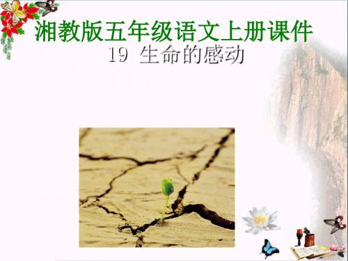 五年级语文上册第六单元生命的感动PPT课件1湘教版