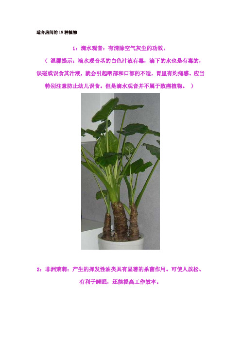 适合房间的18种植物