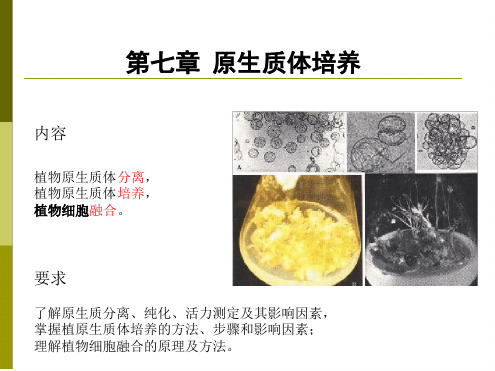 植物原生质体培养及细胞融合总结