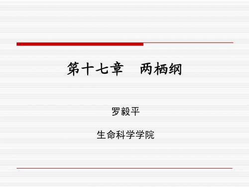 17章 两栖纲