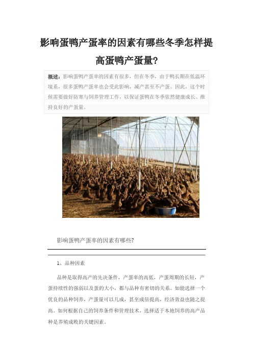 影响蛋鸭产蛋率的因素有哪些冬季怎样提高蛋鸭产蛋量