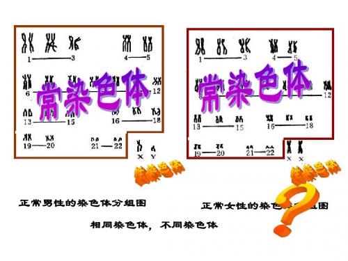 伴性遗传课件