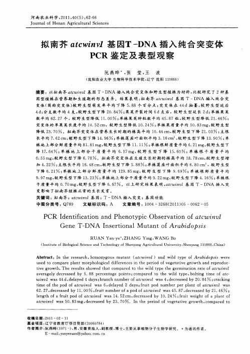 拟南芥atcwinv1基因T-DNA插入纯合突变体PCR鉴定及表型观察