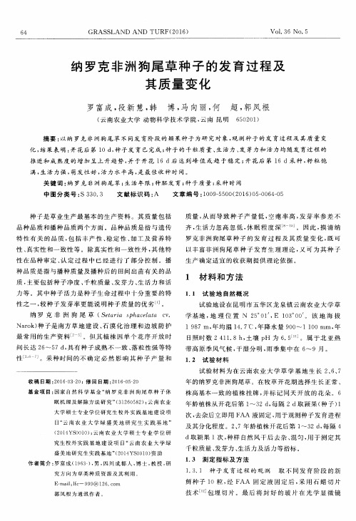 纳罗克非洲狗尾草种子的发育过程及其质量变化