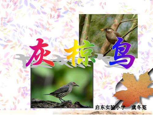《灰椋鸟》ppt课件 虞冬英