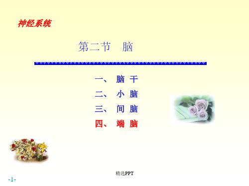 脑解剖ppt
