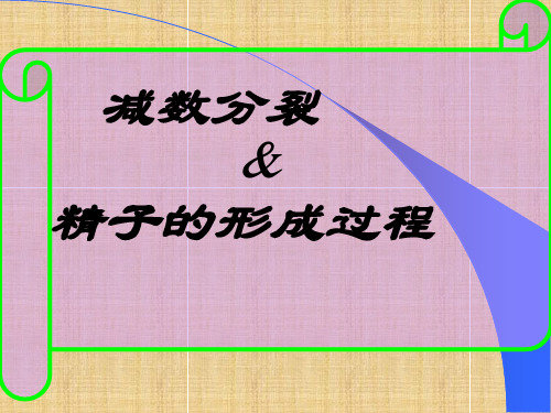 生物必修二减数分裂_说课课件(共27张PPT)