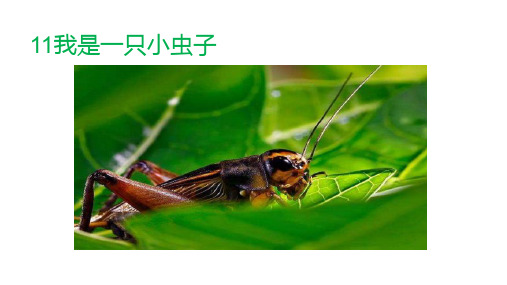 部编版二年级语文下《我是一只小虫子》完整版ppt1