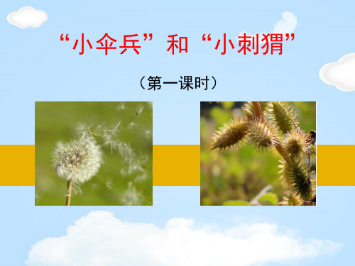 《“小伞兵”和“小刺猬”》PPT【优质课件】