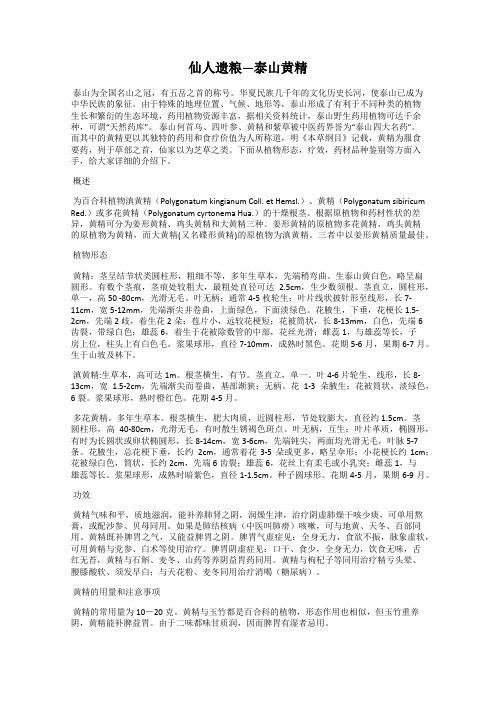 仙人遗粮—泰山黄精