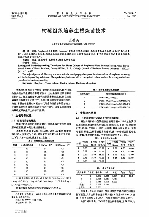 树莓的生根炼苗