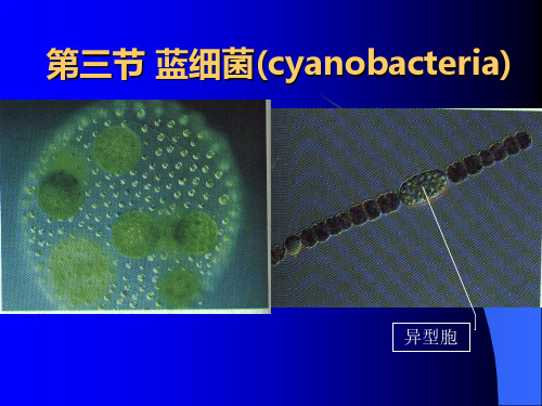第三节 蓝细菌(cyanobacteria) 生物学课件