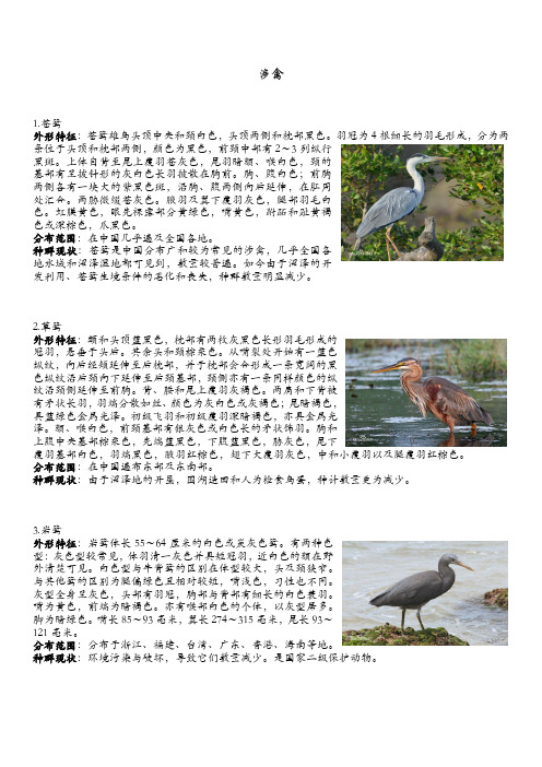 涉禽