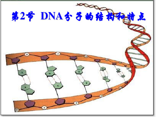 DNA分子的结构和特点(铁一中)
