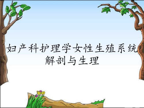 妇产科护理学女性生殖系统解剖与生理